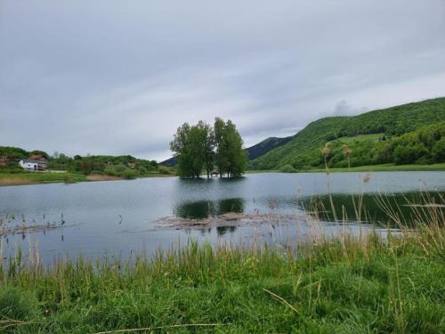 a tree sitting in the middle of a lake at Holiday House Marija in Otočac