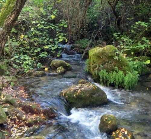 a stream of water with rocks in a forest at Casa González in Benamahoma
