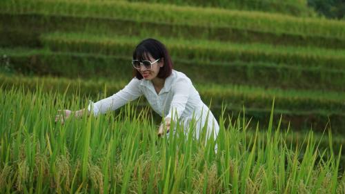 a woman in a field of tall grass at Hoàng Su Phì - Móng Ngựa Homestay in Ha Giang