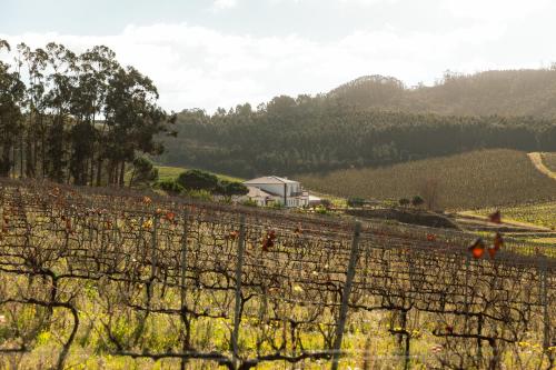 a view of a vineyard with trees and a house at Quinta da Murnalha in Azueira
