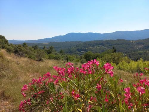 Une bande de fleurs roses dans un champ avec des montagnes en arrière-plan dans l'établissement 