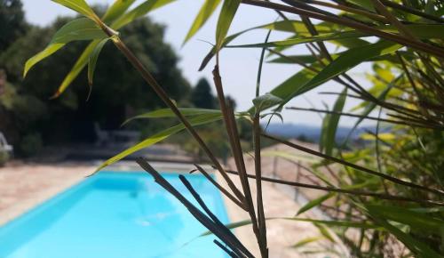 - une vue sur la piscine à travers une plante dans l'établissement 