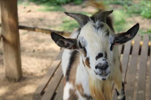 a goat is standing next to a wooden fence at Mini Fazenda e Antiquário Manzolli in Monte Alegre do Sul