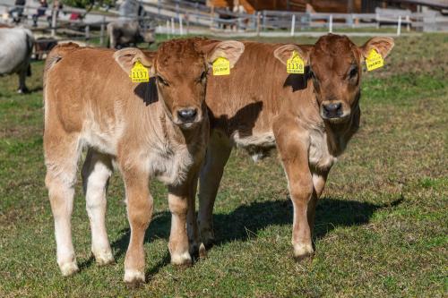 Animales en el agroturismo o alrededores