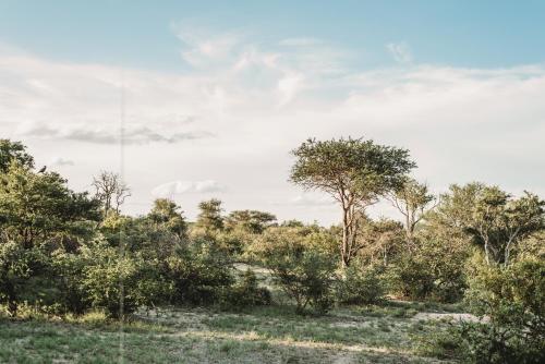 a group of trees and bushes in a field at Maroelani Lodge- Greater Kruger Private Reserve in Hoedspruit