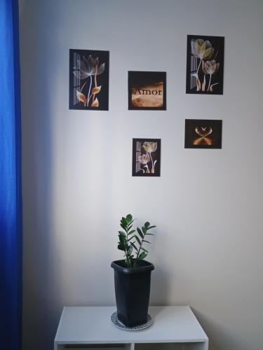 a plant on a table in a room with pictures on the wall at Nosso apê in Pindamonhangaba