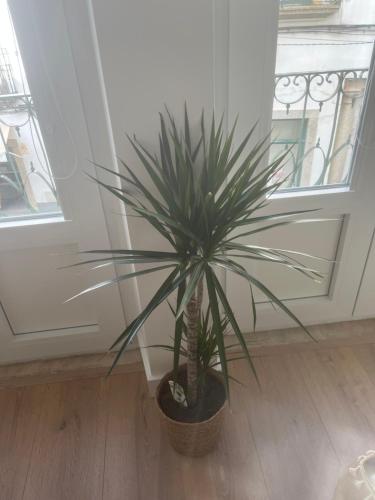 a potted plant sitting on a floor next to a window at Home at Évora's Main Street in Évora