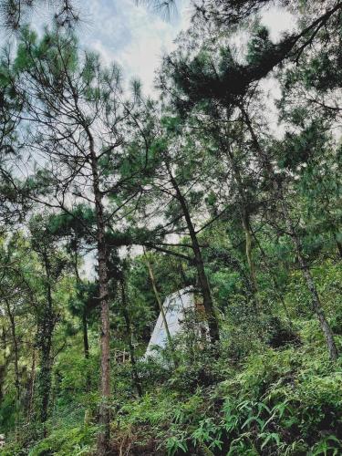 a forest of trees with a building in the background at Rubik House in Sóc Sơn