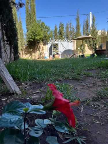 a red flower in the middle of a yard at Villa Sakina home with private pool sidi kaouki in Essaouira