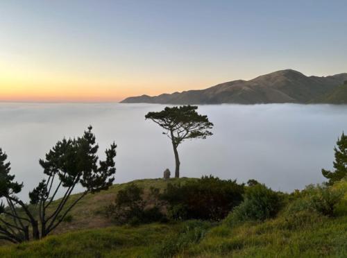 a tree on top of a hill near the water at 3921 Eyas, Big Sur home in Notleys Landing