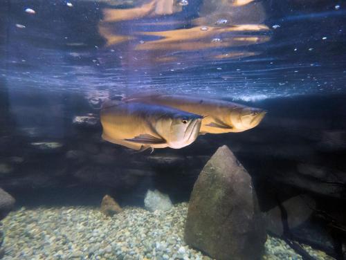 a fish swimming in the water in an aquarium at Wellness apartmán Frymburk D403 Čtvrté patro in Frymburk