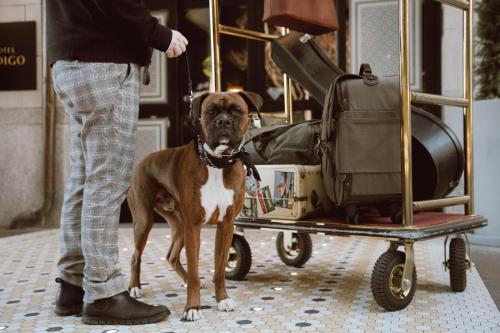 a brown and white dog standing next to a cart at Hotel Indigo Nashville - The Countrypolitan in Nashville