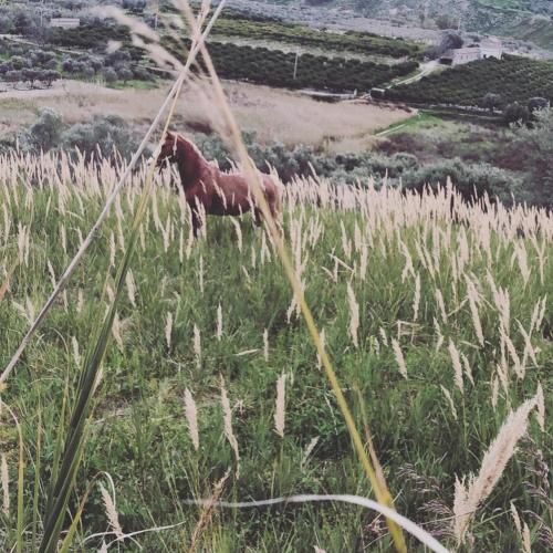 Άλλα ζώα σε αυτό το διαμέρισμα ή στη γύρω περιοχή