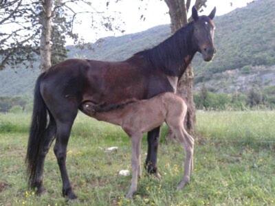 Altri animali domestici presso l'agriturismo o nei dintorni