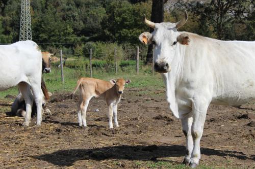 Altri animali domestici presso l'agriturismo o nei dintorni