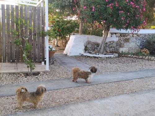 two dogs standing on a sidewalk next to a fence at Turismo Rural Biniati des Pi in Sant Lluis