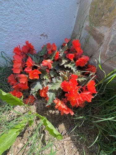 Un jardín fuera de Nature House