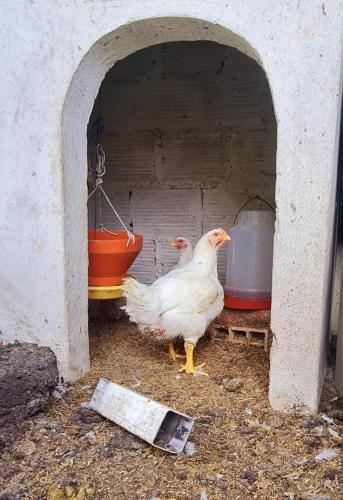 a chicken is standing in a chicken coop at Escapada En La Quinta Esperanza in Sasaima