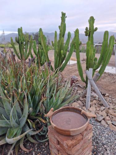 Gallery image of Cabaña colibrí - Casa Campo Elqui in La Serena