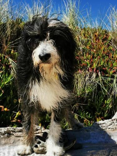 a black and white dog standing on a rock at Karstaway Haven in Takaka