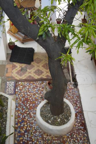 a bonsai tree in a pot on a floor at Casa Oro Eco Hostel in San Juan del Sur