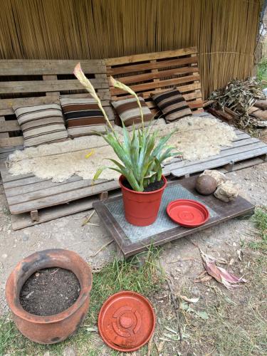 a potted plant sitting on a table with two red bowls at Casita Río Floresta Pisac in Pisac