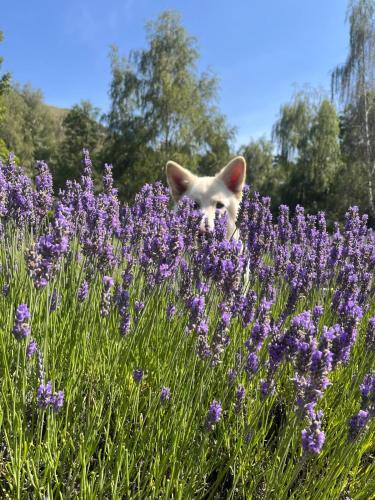 a cat sitting in a field of purple flowers at Danseys Pass Lavender Farm Retreat in Livingstone