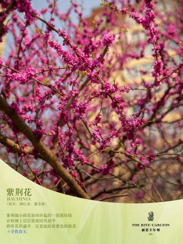 a branch of a tree with pink flowers on it at The Ritz-Carlton, Xi'an in Xi'an