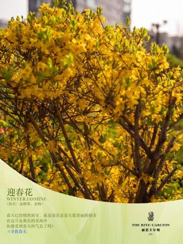 a bush with yellow flowers in front of a sign at The Ritz-Carlton, Xi'an in Xi'an