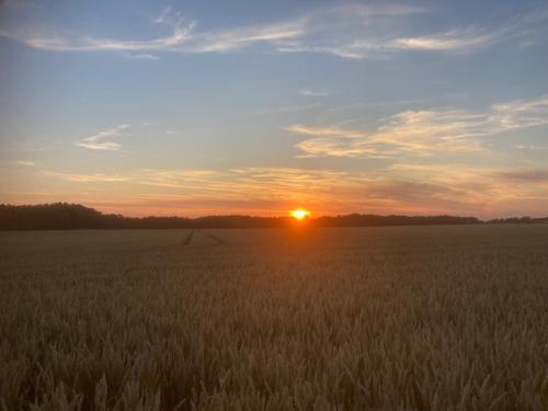 a field of wheat with the sunset in the background at Boutique Suite Hotel Bolt21 Maastricht in Berg en Terblijt