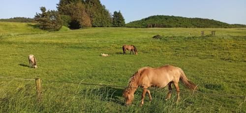a group of horses grazing in a field at Ferienwohnung Marie in Nohfelden