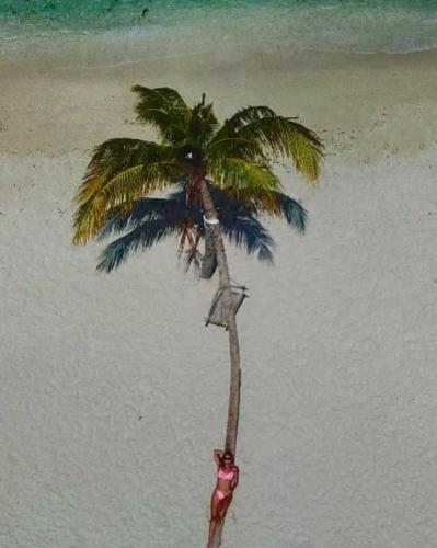 Una palmera en una playa con una persona parada debajo de ella. en Adroit Sunset View, en Guraidhoo