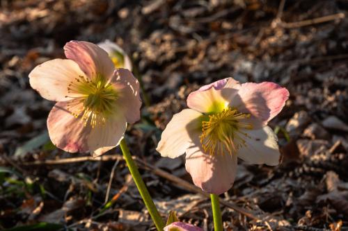 two pink flowers sitting on the ground at Il Fauno in Asiago
