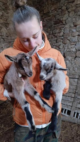 a young boy holding two baby sheep at Agriturismo Podere Tegline in Radda in Chianti