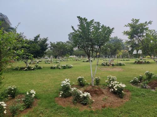 a tree in a field with white flowers at Siva Rama garden resort & swimming pool 5star stay comfort 6BHK bheemili beach road nr in Visakhapatnam