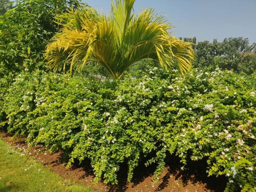 a row of bushes with a palm tree and flowers at Siva Rama garden resort & swimming pool 5star stay comfort 6BHK bheemili beach road nr in Visakhapatnam