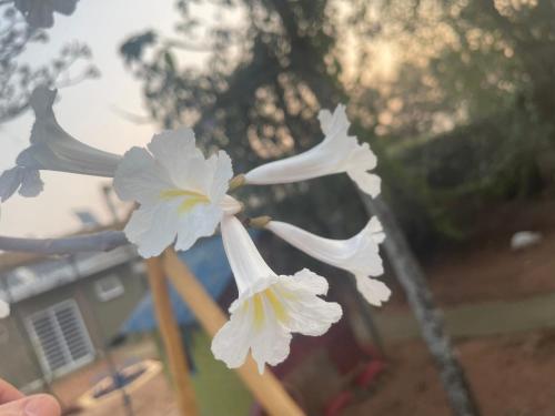 a close up of white flowers in a vase at Biomas Hotel in Brotas