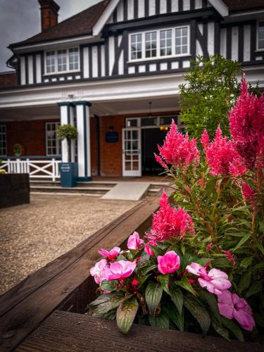 BisleyにあるThe Pavilion Bisleyの家の前のピンクの花入り花箱