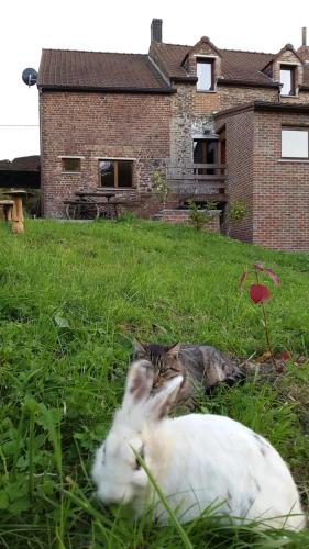 two cats laying in the grass in front of a house at Spacious house in Montignies-sur-Roc with garden in Montignies-sur-Roc