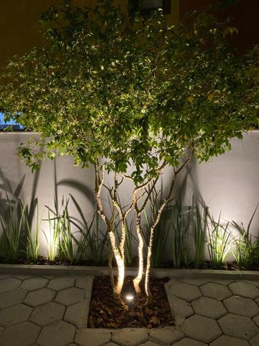 a small tree in a pot with a light on it at Casa Refúgio in Florianópolis
