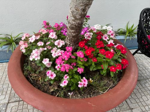 a pot filled with pink and red flowers next to a tree at Violet in An Bang