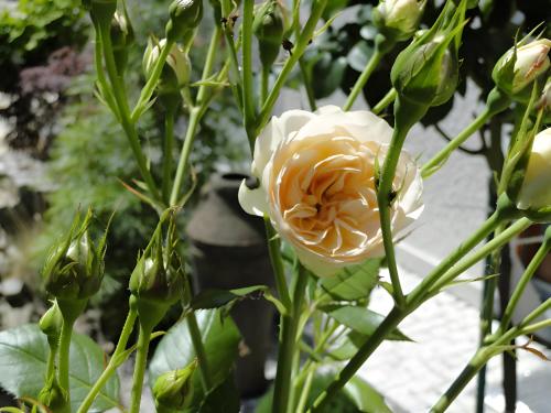 a white and orange rose on a plant at Regina's Gästehaus in Weisenbach