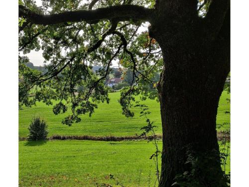 a tree with a green field in the background at Ferienwohnung, 55qm in Herscheid