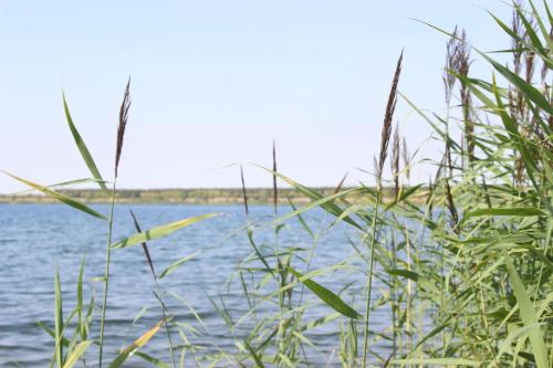 a view of a body of water with tall grass at Lifestyle Ferienhaus in Pouch