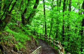 a dirt trail in a lush green forest with trees at Hotel Restaurante De Torres in Felechosa