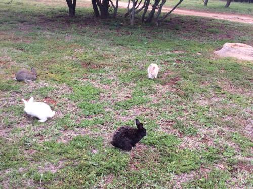 a group of rabbits sitting in the grass at Klein Paradys Lodge - Polokwane in Polokwane