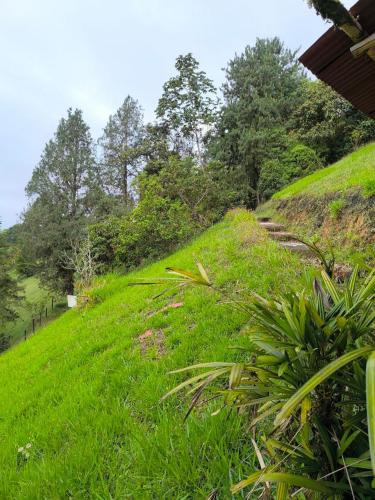 a green hill with grass and trees on it at Montaña Sanadora in Medellín