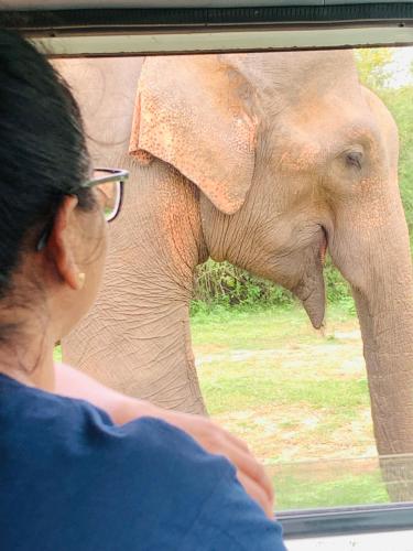 a woman looking out a window at an elephant at Solo's Shelter Hostel Udawalawa in Udawalawe