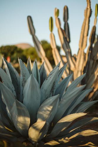 a close up of a succulent plant at La Pausa " LA PAUSITA" in Tías