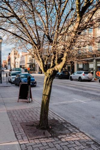 a tree on a sidewalk next to a street at The Wallace Suite - Stratford in Stratford